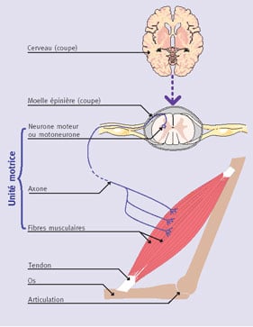 les motoneurones du trikapalanet