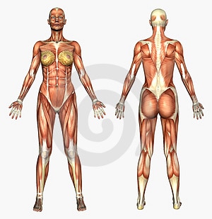 musculature et trikapalanet