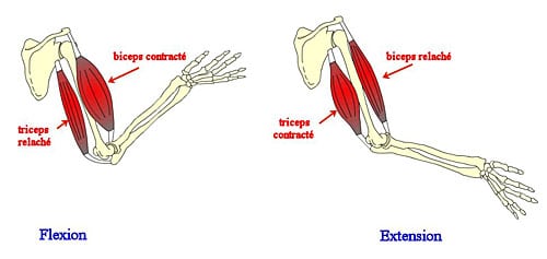 flexionextension mais pas dans ce trikapalanet