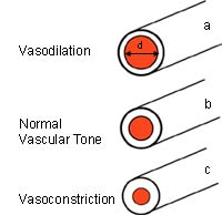 la vasoconstriction des vaisseaux périphériques en cryothérapie.