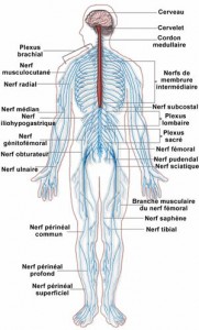 systeme nerveux